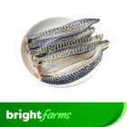 Brightfarms Frozen Saba Mackerel Norway Fillet 500g