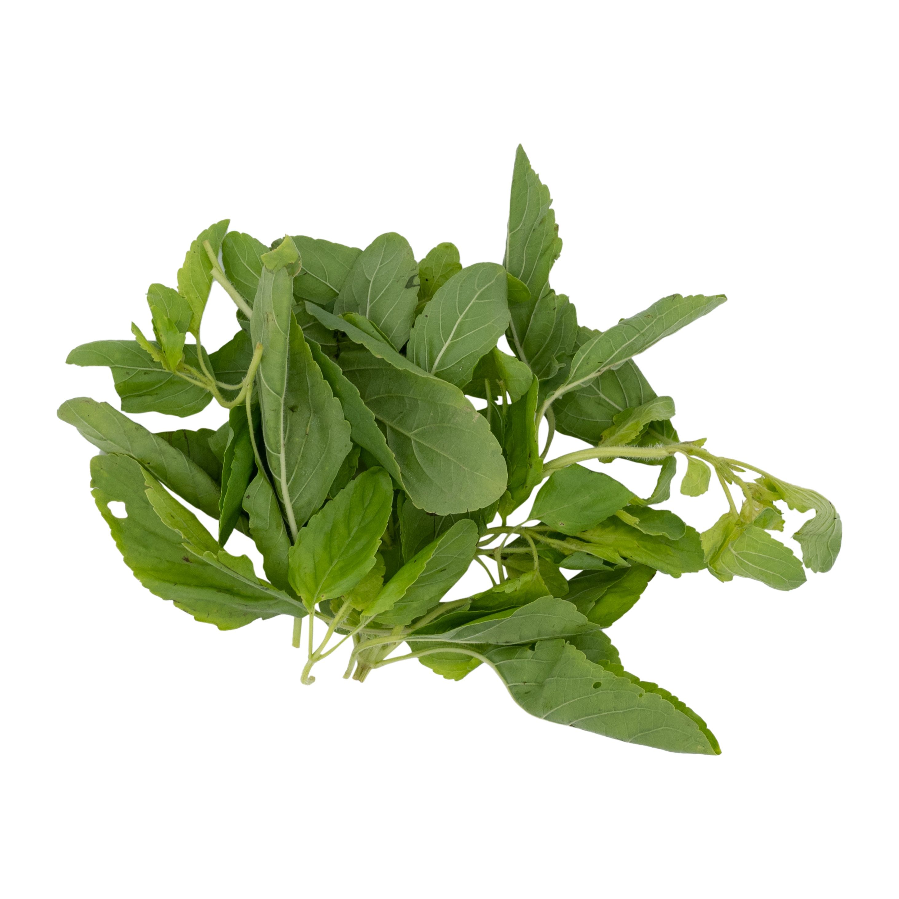 Brightfarms Holy Basil 50g