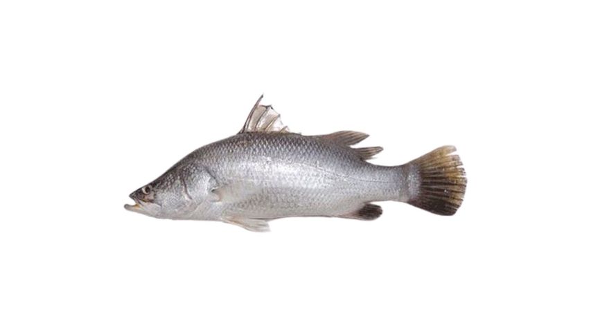 Sundarbans Premium Bhetki Or Koral Whole Clean 449G