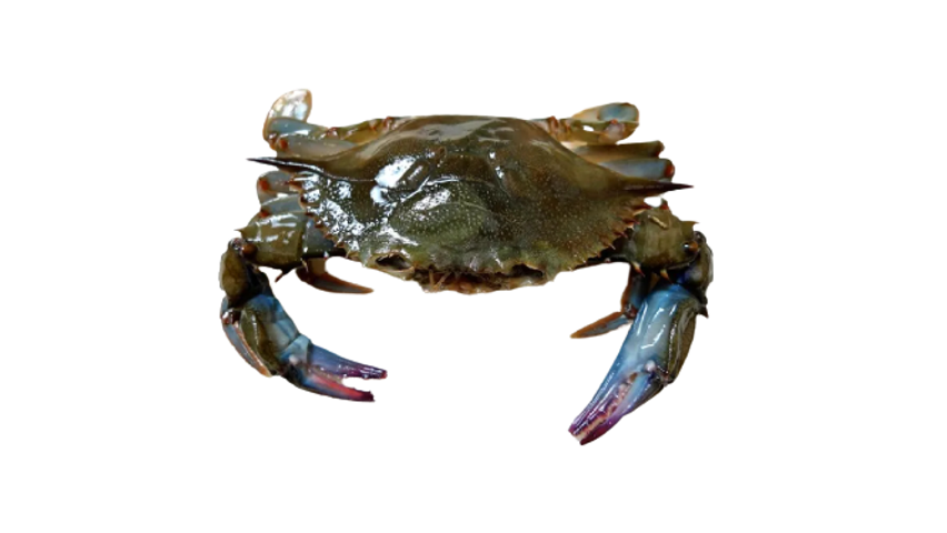 Whole Round Soft Shell Crab Medium 1kg