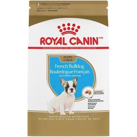 French Bulldog Puppy 3 Kg