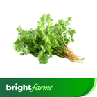 Chinese Parsley (Daun Ketumbar) 100g