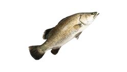 Big Eye Frozen Siakap Bersih (Medium) 300g - 400g