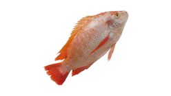 Big Eye Frozen Tilapia Merah Bersih (Medium) 400g - 500g