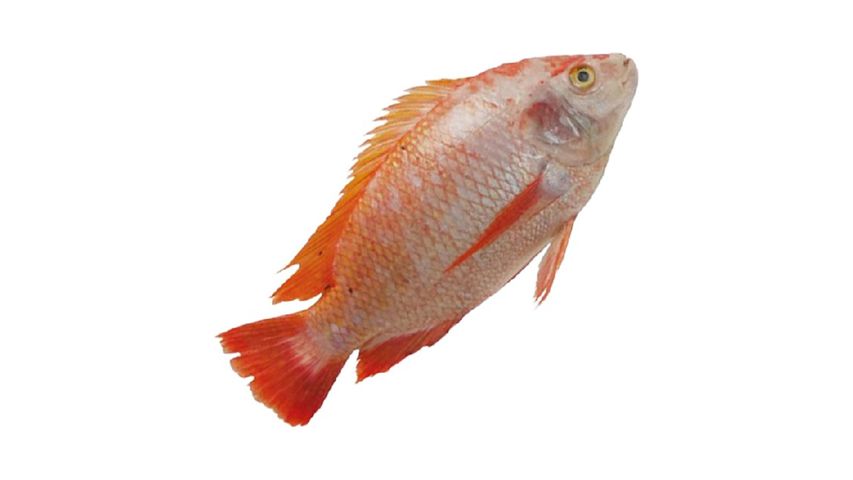 Big Eye Frozen Tilapia Merah Bersih (Medium) 400g - 500g