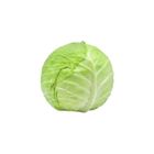 Cabbage 1 Piece