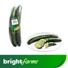 brightfarms Japanese Cucumber (2pcs) 400g
