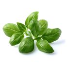 Basil | 20 g