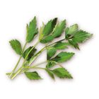 Chervil | 20 g