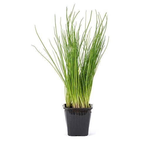 Chives | 20 g