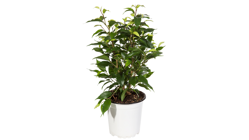 Ficus Natasja | 40cm