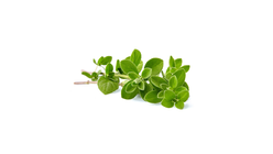 Oregano | 20g