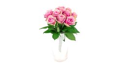 Mimea Rosor Rosa 50cm 10st