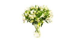 Mimea Alstromeria White 47cm 8pcs