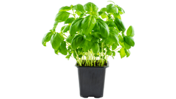 Basil in Pot 1 pc