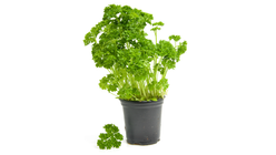 Curly Parsley in Pot 1 piece