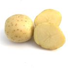 Potato White Premium | 5 kg