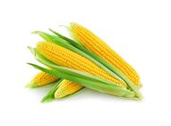 Super Sweet Corn | 2x1 set