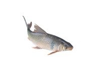 Mud Carp 20076429 0.4 Catty