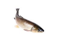 Grass Carp 20076412 0.8 Catty