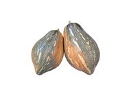 Taro Pumpkin 20509354 1.6 Catty