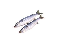 Flathead Grey Mullet 20076191 0.8 Catty