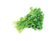 Coriander | 1 set