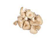 Oyster Mushroom 20509491 0.4 Catty