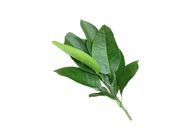 Good luck fresh pomelo leaves | 1 pack