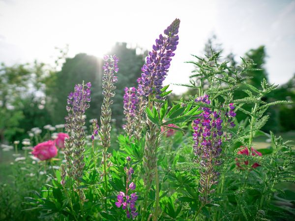 Květiny Plevel - Vinohrady