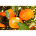 Mandarin 1db