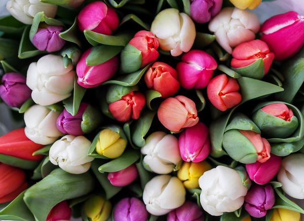 Fiori Flower Company