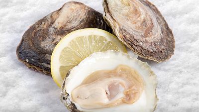 SHUCKED (IPC)