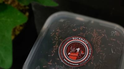 Bucknato