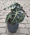 Alocasia u/Potte