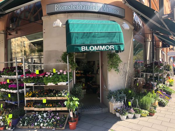 Blomsterhandeln Mimosa