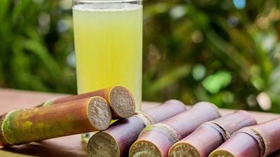 JELO's Sugarcane - GT