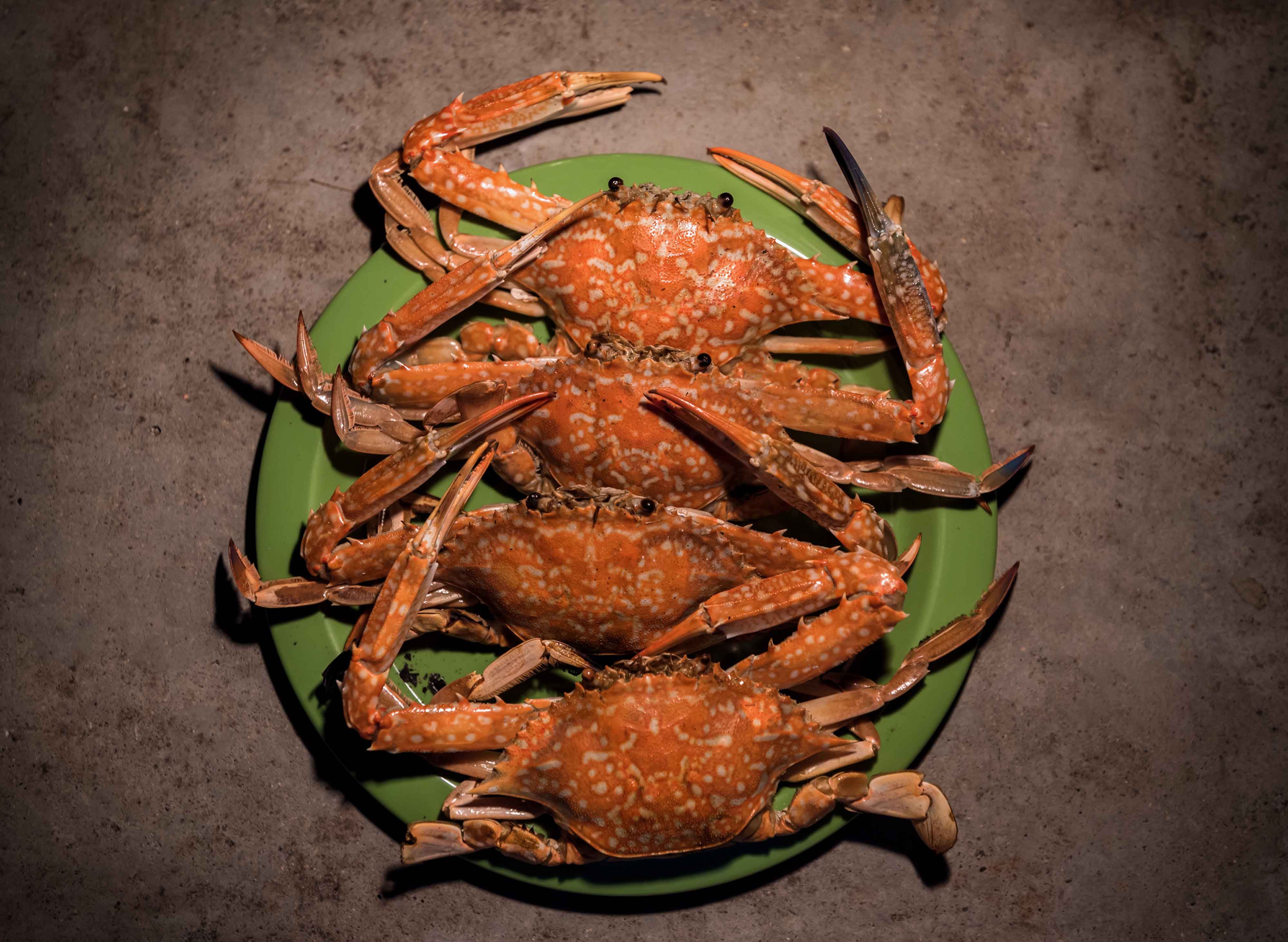 Mr Krabs by Shefoods - Issabella Homes vendor logo