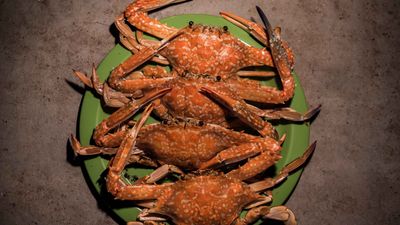 Mr Krabs by Shefoods - Issabella Homes