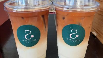 Cups and Cats Cafe