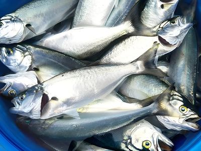 Çinekop (1 kg.) (Pişirilmemiş)