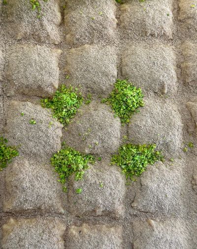 Fıstıklı Soğuk Baklava (500 gr.)