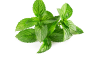 Menthe Prête à l’Emploi Brouj