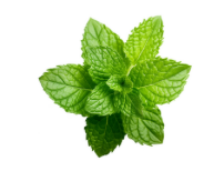 Menthe Prête à l’Emploi Tamaris