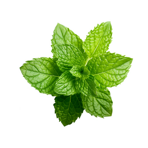Menthe Tamaris – Goût Poivré & Effet Iodé