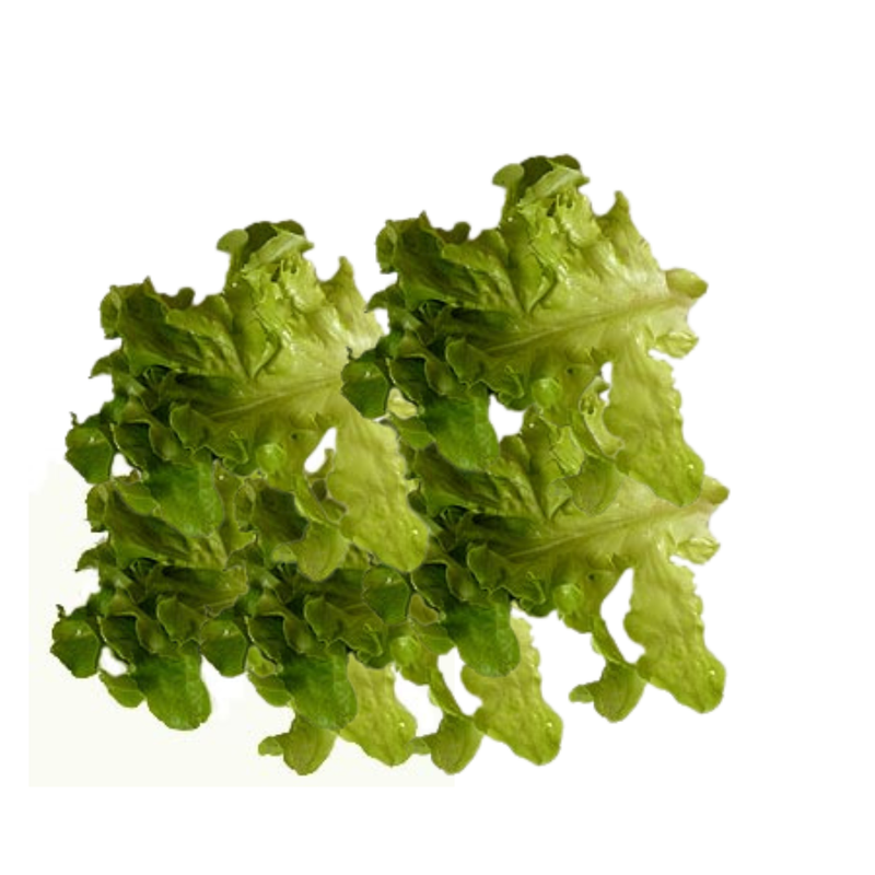 Salade Frisée Verte - Prête à l'Emploi