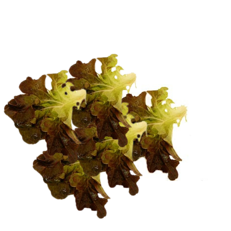 Salade Frisée Rouge - Prête à l'Emploi