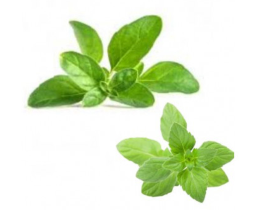 Bouquet de Fliyou (Menthe Pouliot) – Prêt à l’Emploi
