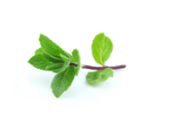 Menthe Prête à l’Emploi – Région de Brouj