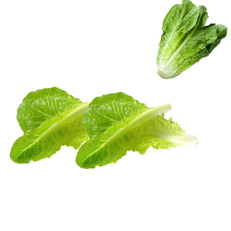Salade Romaine - Prête à l'Emploi